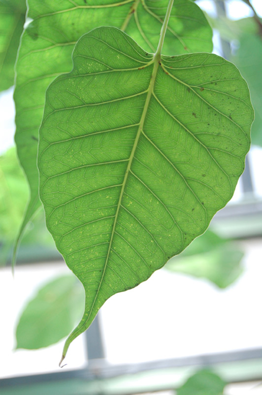 Figuier des pagodes, Arbre pagode