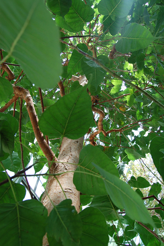 Figuier des pagodes, Arbre pagode