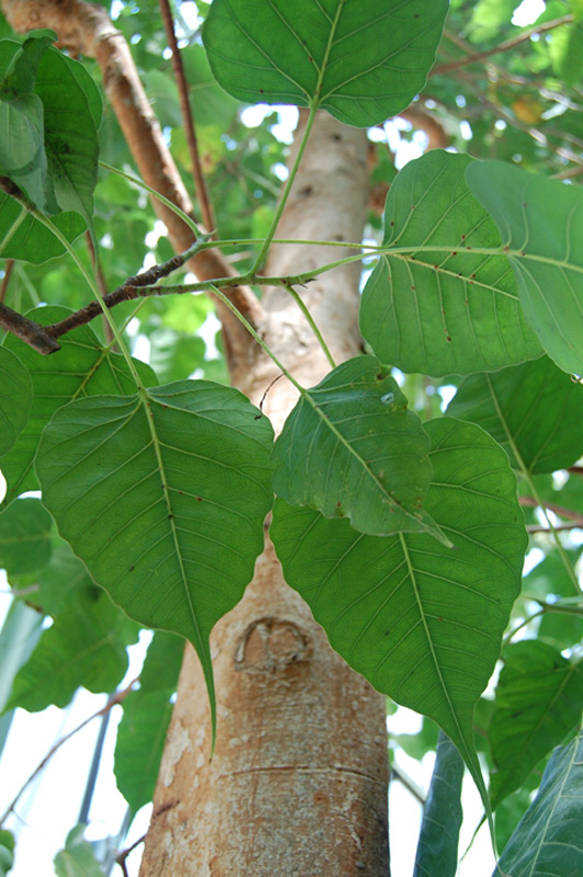 Figuier des pagodes, Arbre pagode