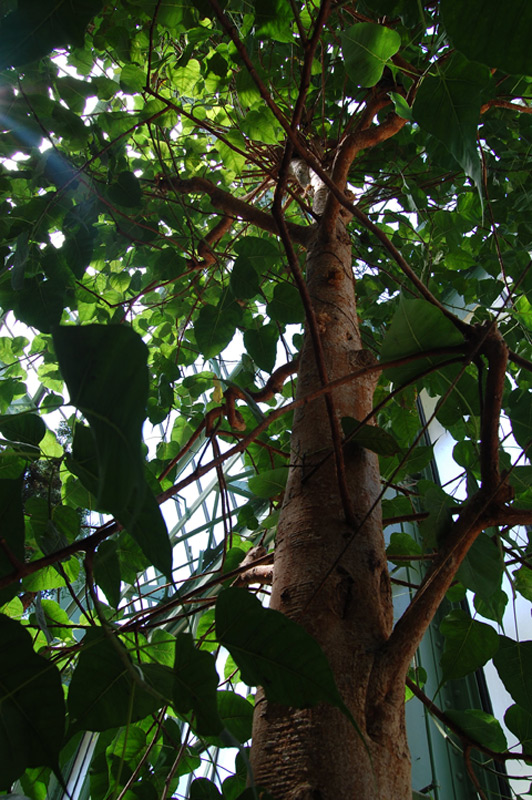 Figuier des pagodes, Arbre pagode