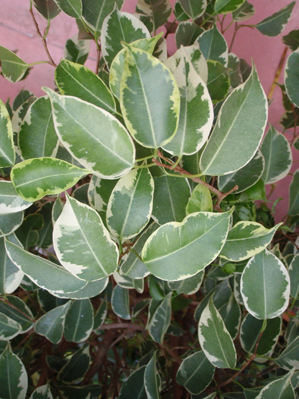 Figuier pleureur 'Variegata'