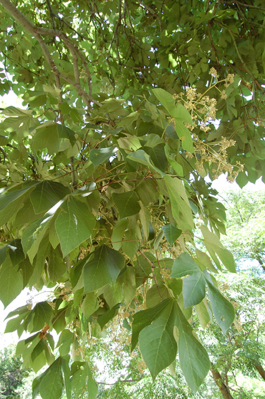 Firminia à feuilles de platane