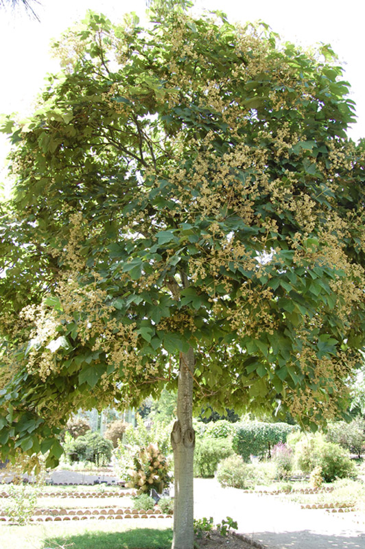 Firminia à feuilles de platane