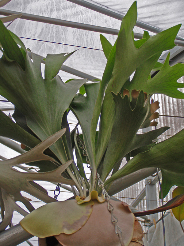 Fougère Corne de cerf, Corne d’élan