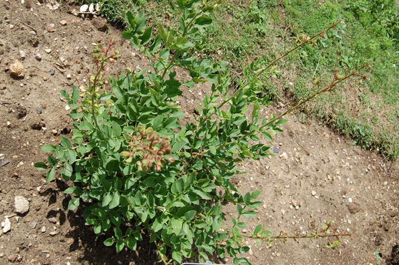 Fraxinelle, Buisson ardent, Plante à gaz
