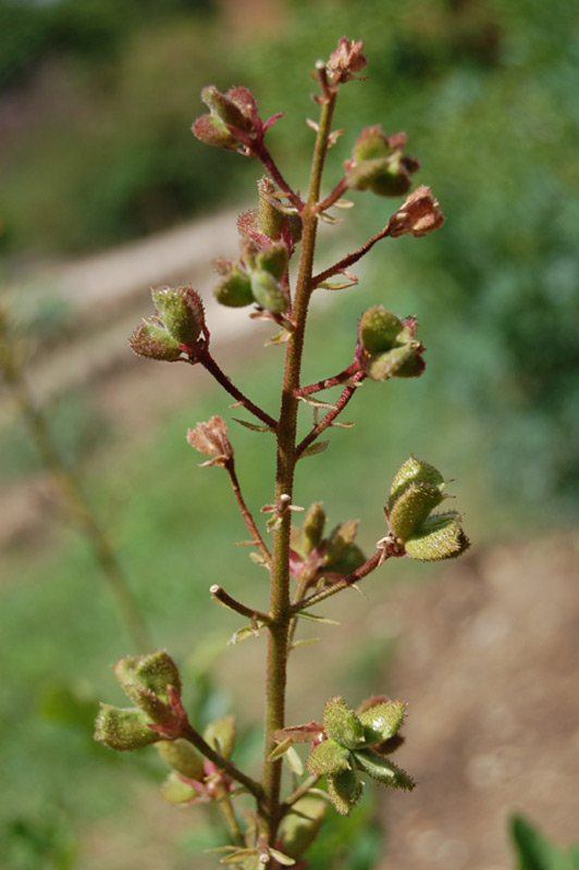 Fraxinelle, Buisson ardent, Plante à gaz