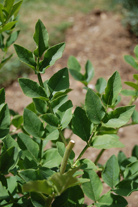 Fraxinelle, Buisson ardent, Plante à gaz