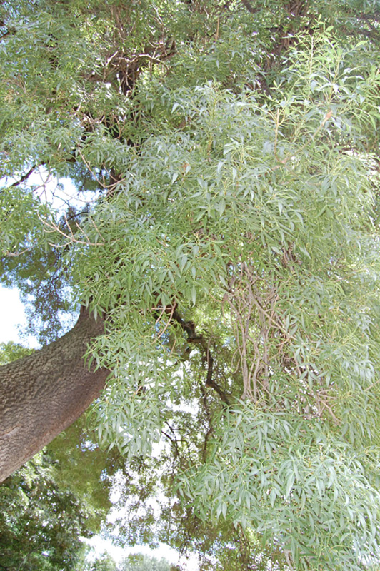 Frêne à feuilles étroites, Frêne du midi, Frêne du sud