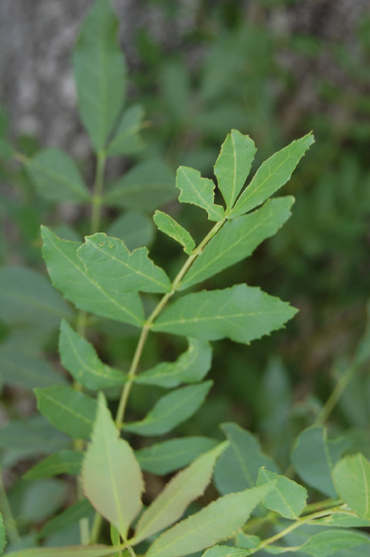 Frêne à feuilles étroites, Frêne du midi, Frêne du sud