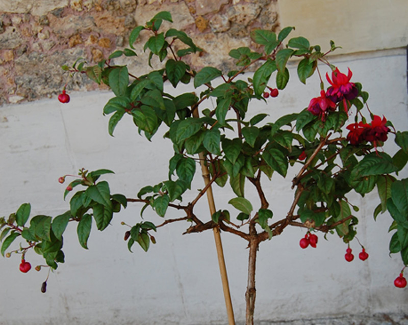 Fuchsia 'Oiseau bleu'