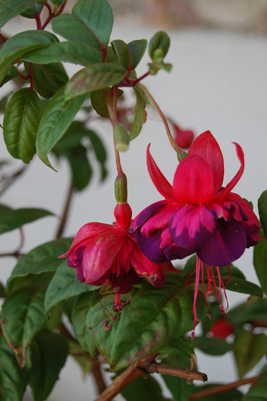 Fuchsia 'Oiseau bleu'