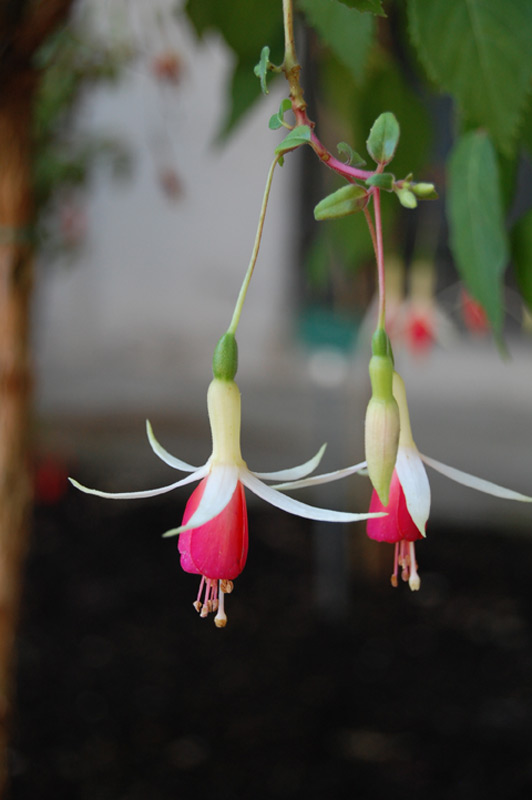 Fuchsia 'Porte Océane'