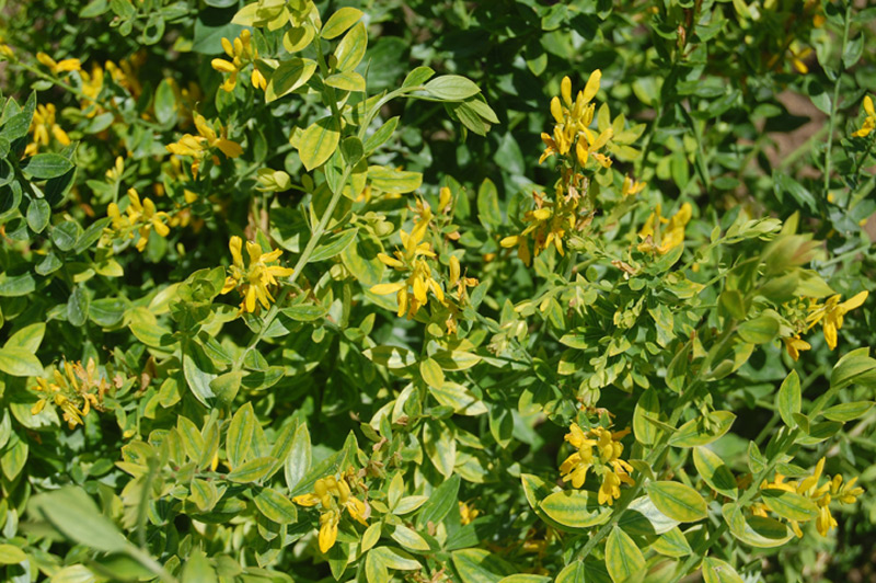 Genêt des teinturiers