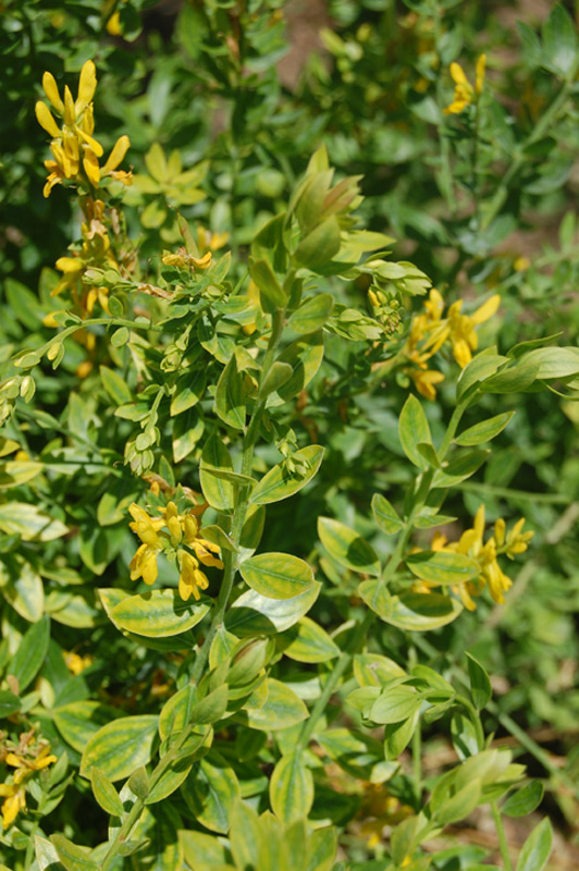 Genêt des teinturiers