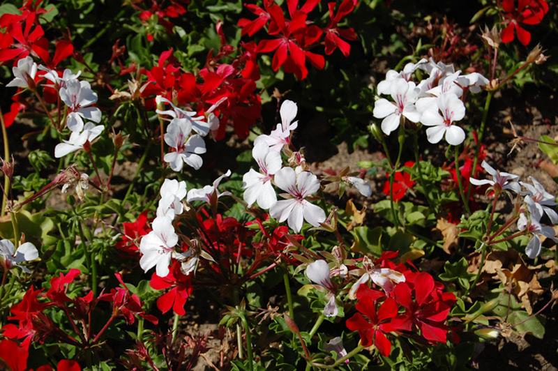 Géranium lierre « Rainbow rouge »