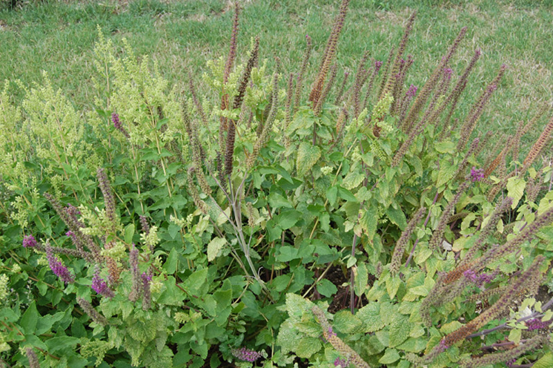 Germandrée iranienne