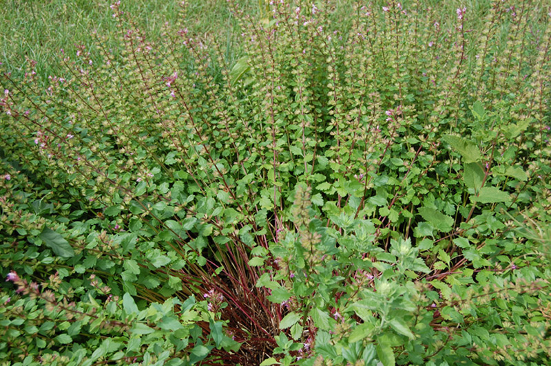 Germandrée brillante