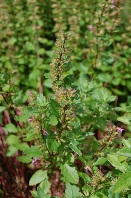 Germandrée brillante