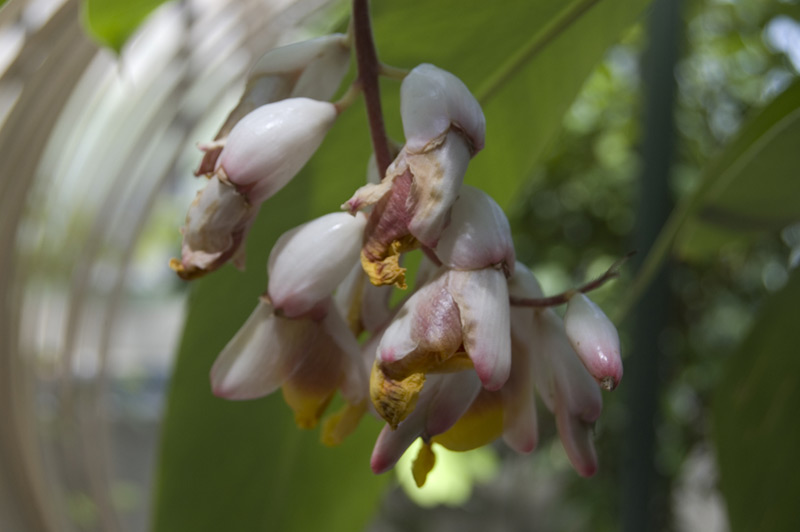 Gingembre coquille, Fleur coquillage