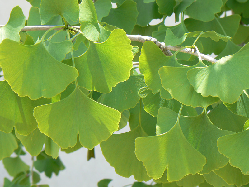 Ginkgo biloba, Arbre aux quarante écus