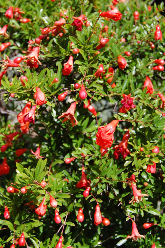 Grenadier nain 'Nana'