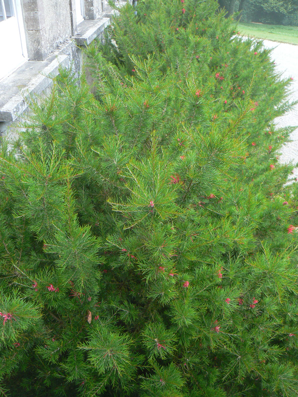 Grevilléa à feuille de genévrier