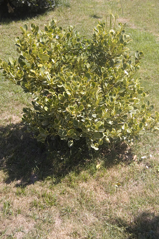 Griseline du littoral, Griseline panachée