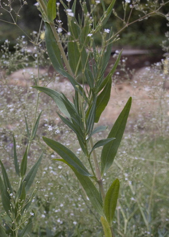 Gypsophila scorzonerifolia