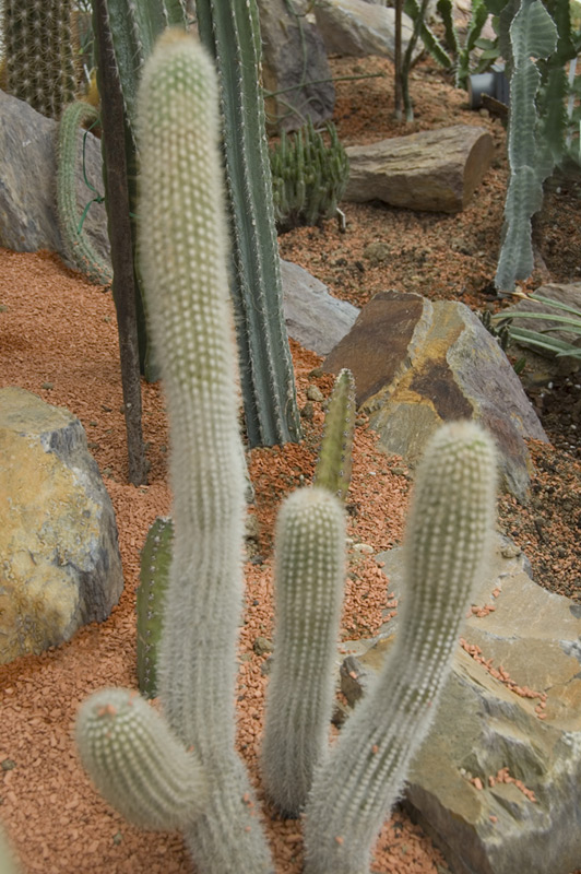 Haageocereus bicolor