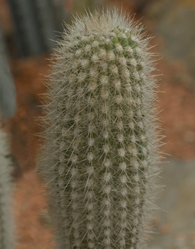 Haageocereus bicolor