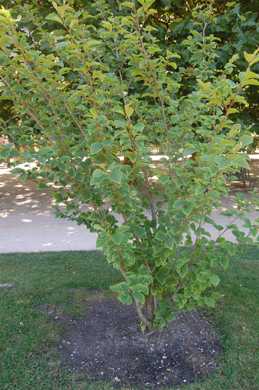 Hamamelis printanier