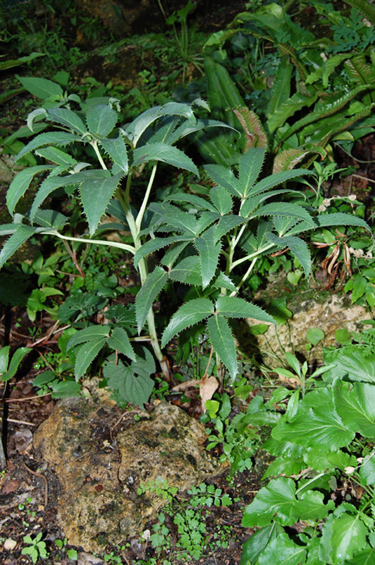 Héllébore de Corse