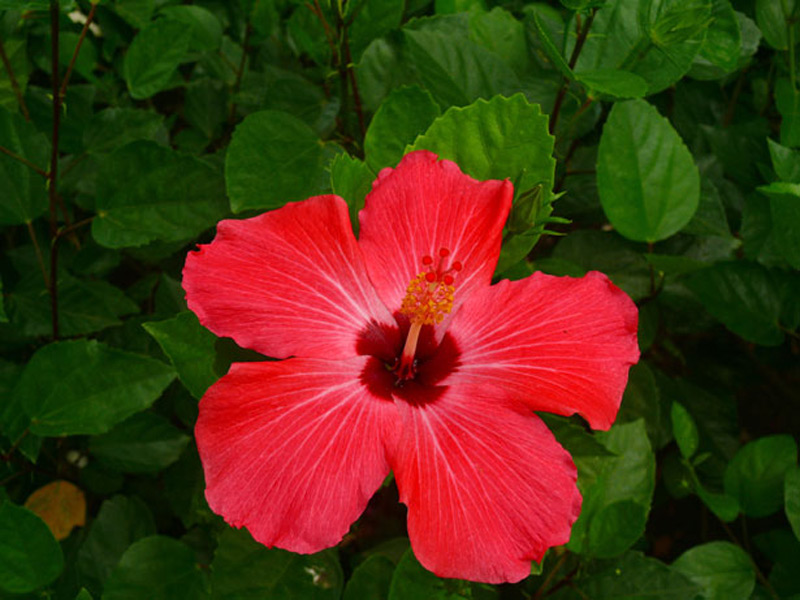 Hibiscus rose de Chine