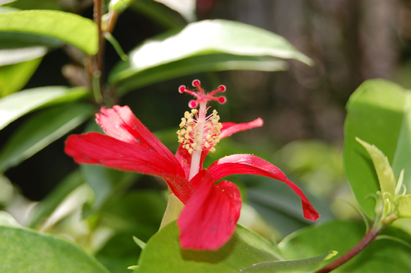 Hibiscus clayi