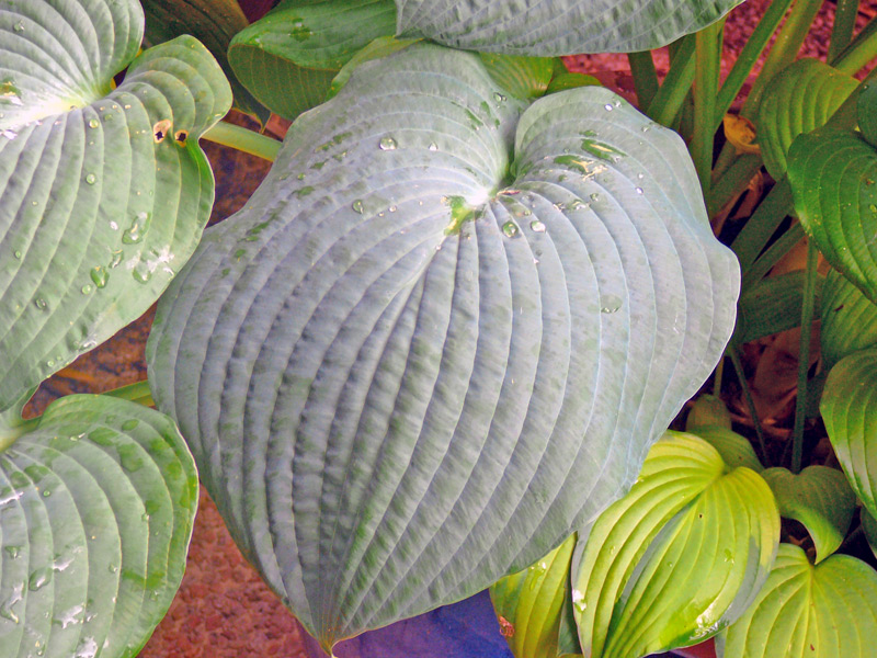 Hosta 'Halcyon'