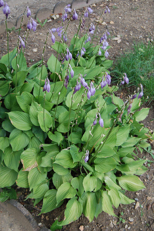 Hosta à feuilles étroites, Funkia