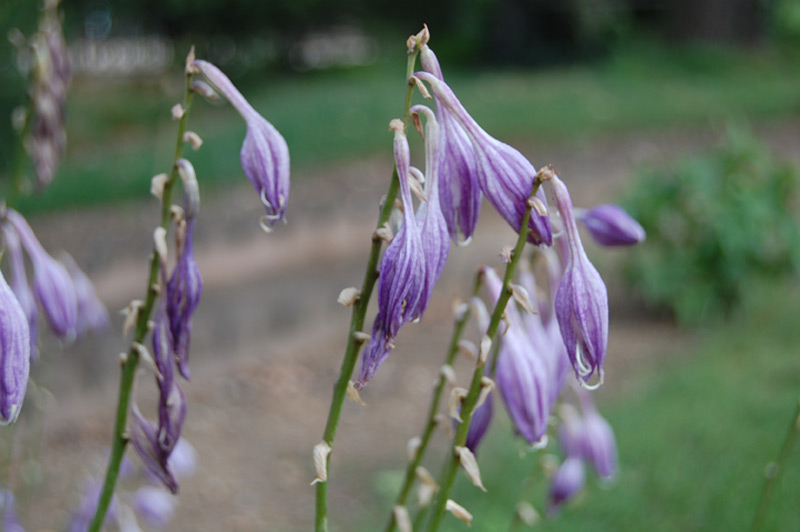Hosta à feuilles étroites, Funkia