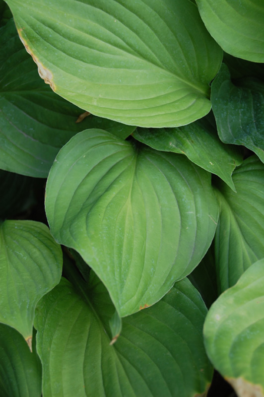Hosta à feuilles étroites, Funkia
