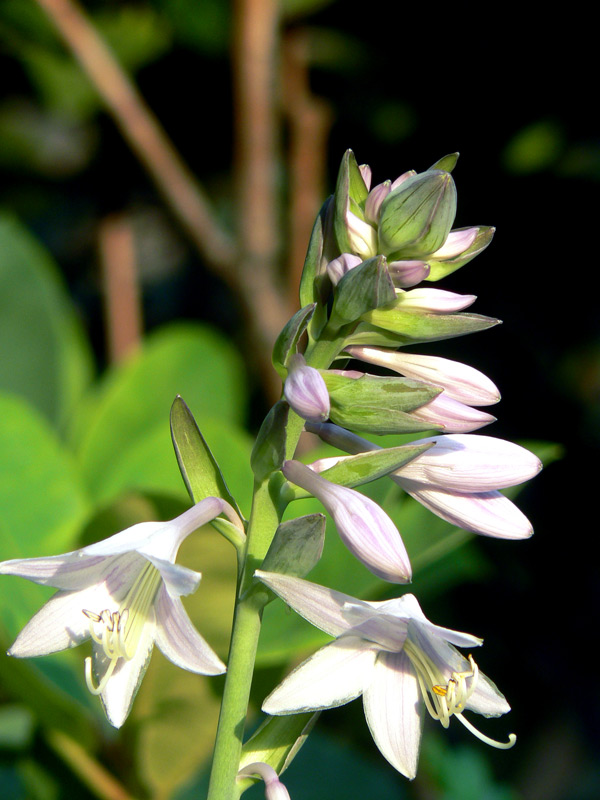 Hosta 'Aureomarginata'