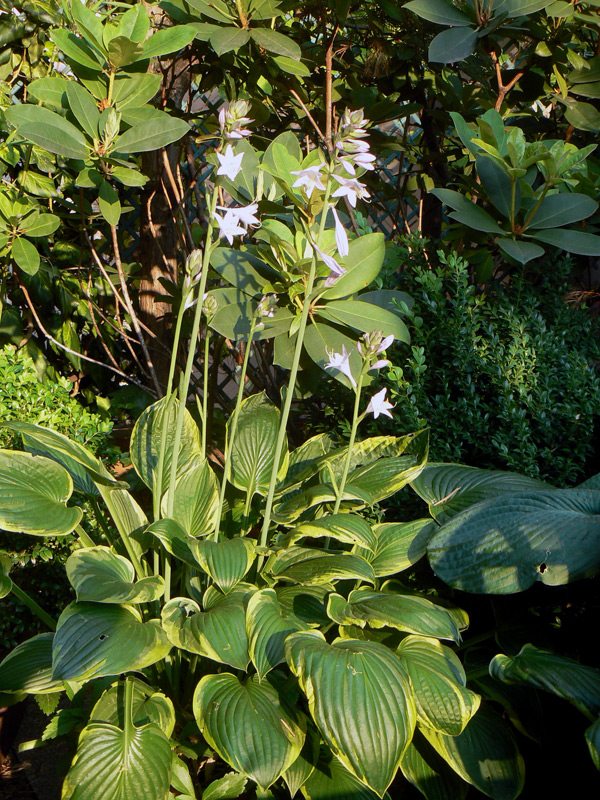 Hosta 'Aureomarginata'