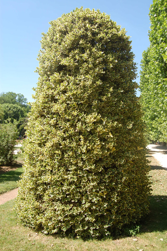 Houx commun 'Madame Briot'