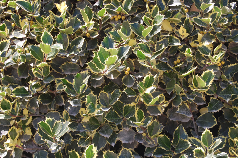 Houx femelle à baies rouges