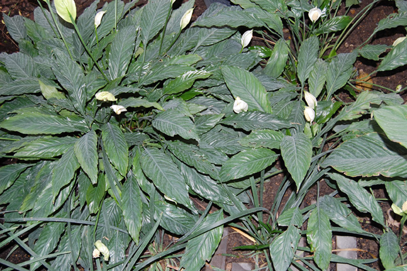 Fleur de lune 'Mauna Loa'