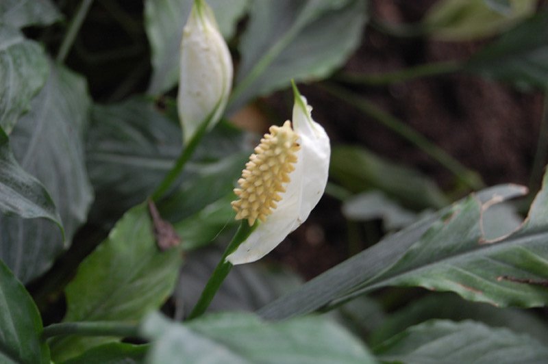 Fleur de lune 'Mauna Loa'