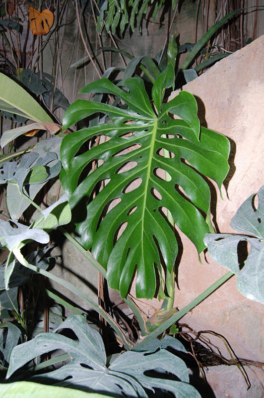 Faux philodendron