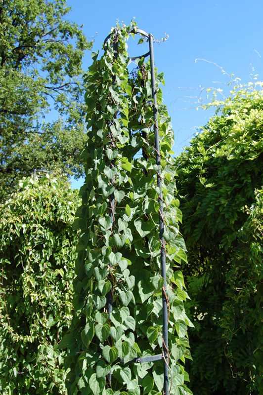 Igname sauvage des Balkans