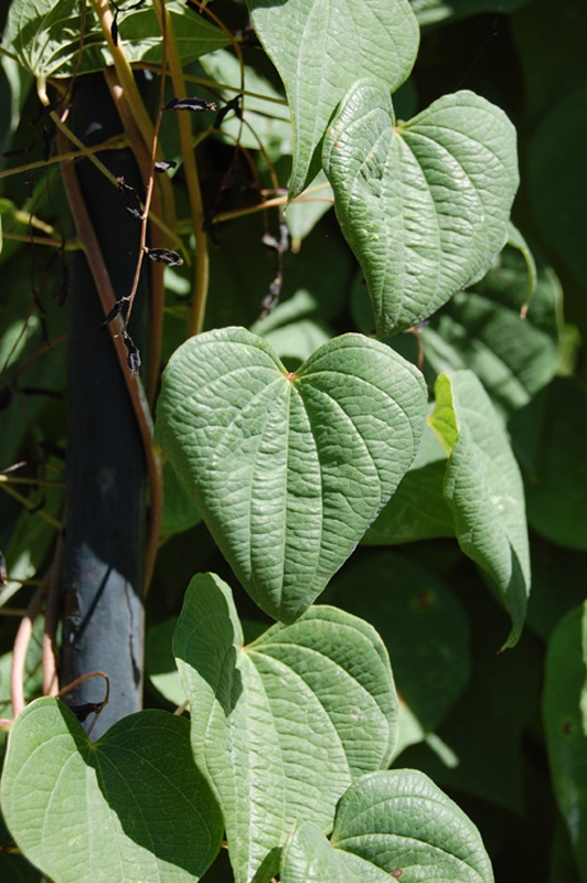 Igname sauvage des Balkans