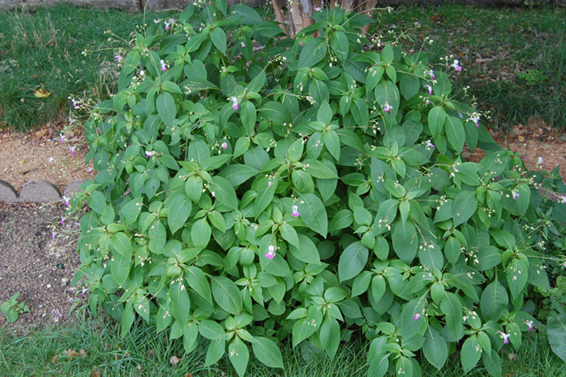 Impatience de Balfour