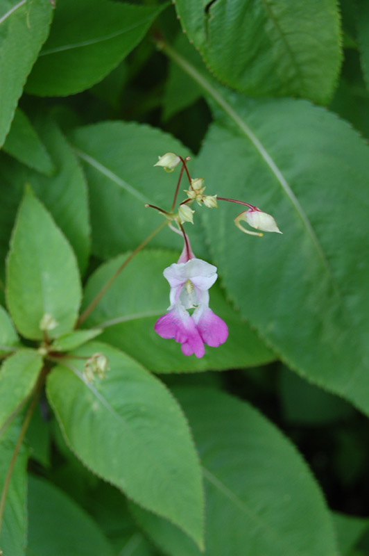 Impatience de Balfour