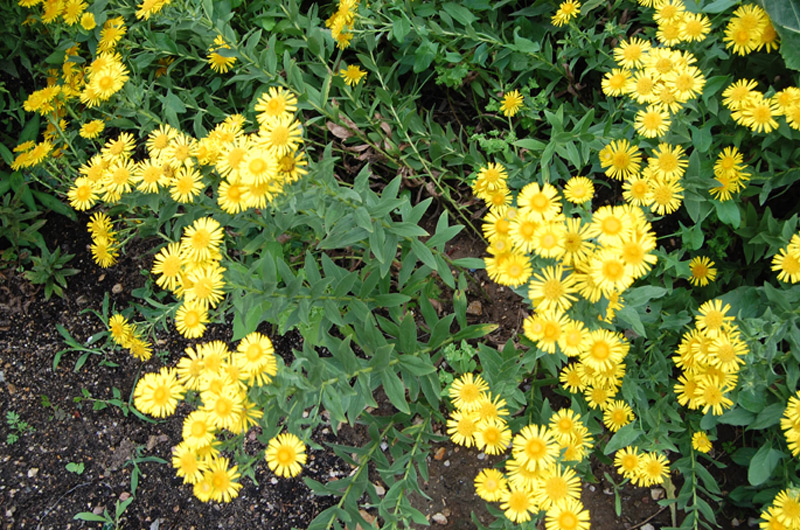 Inule à feuilles de spirée